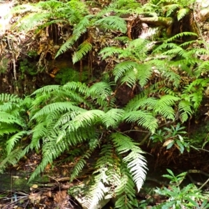 Leptopteris fraseri at Morton National Park - 25 Mar 2024