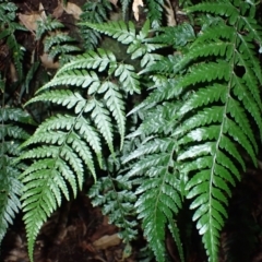 Lastreopsis acuminata (Shiny Shield Fern) at Wildes Meadow - 24 Mar 2024 by plants