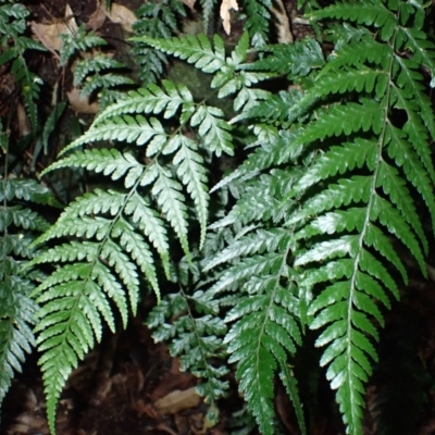 Lastreopsis acuminata (Shiny Shield Fern) at Wildes Meadow, NSW - 25 Mar 2024 by plants