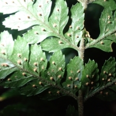 Lastreopsis acuminata at Wingecarribee Local Government Area - 25 Mar 2024