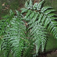 Asplenium gracillimum (Mother Spleenwort) at Wildes Meadow - 25 Mar 2024 by plants