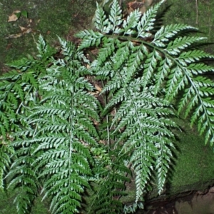 Asplenium gracillimum at Morton National Park - 25 Mar 2024 09:47 AM