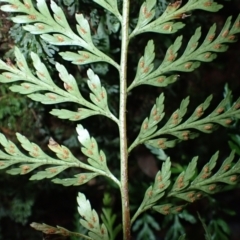 Asplenium gracillimum at Morton National Park - 25 Mar 2024