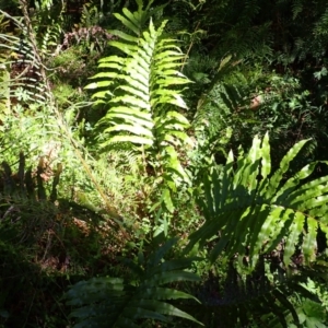 Blechnum camfieldii at Fitzroy Falls - 25 Mar 2024