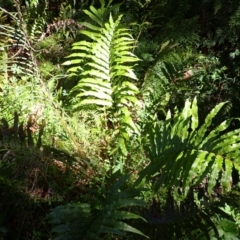 Blechnum camfieldii at Fitzroy Falls - 25 Mar 2024 by plants