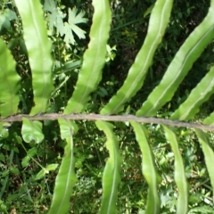 Blechnum camfieldii at Fitzroy Falls - 25 Mar 2024