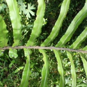 Blechnum camfieldii at Fitzroy Falls - 25 Mar 2024 11:54 AM