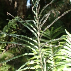 Blechnum camfieldii at Fitzroy Falls - 25 Mar 2024