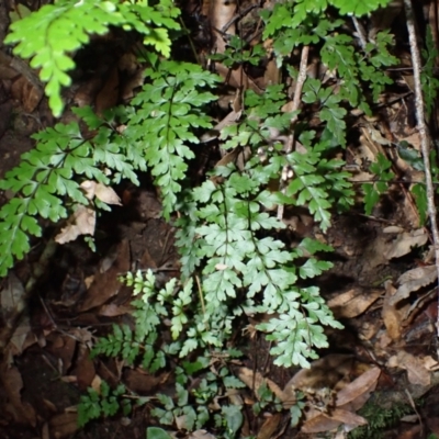 Lindsaea trichomanoides (Oval Wedge-fern) at Wildes Meadow - 24 Mar 2024 by plants