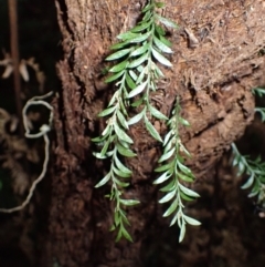 Tmesipteris parva (Small Fork Fern) at Wingecarribee Local Government Area - 24 Mar 2024 by plants