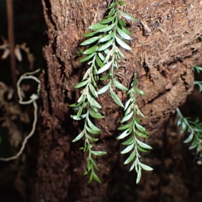 Tmesipteris parva (Small Fork Fern) at Wingecarribee Local Government Area - 24 Mar 2024 by plants