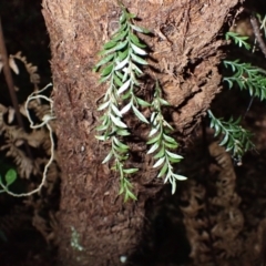 Tmesipteris parva at Morton National Park - 25 Mar 2024