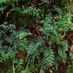 Hymenophyllum australe at Wildes Meadow - 24 Mar 2024 by plants