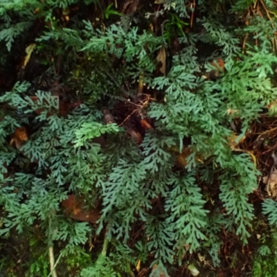 Hymenophyllum australe at Wildes Meadow - 24 Mar 2024 by plants
