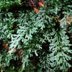 Hymenophyllum australe at Morton National Park - 25 Mar 2024