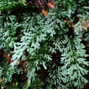 Hymenophyllum australe at Morton National Park - 25 Mar 2024 09:57 AM