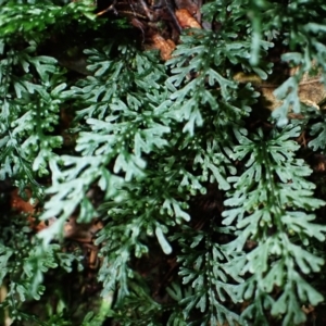 Hymenophyllum australe at Morton National Park - 25 Mar 2024