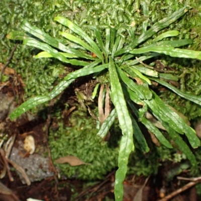 Notogrammitis billardierei (Finger Fern) at Wildes Meadow - 24 Mar 2024 by plants