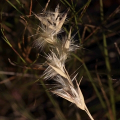 Rytidosperma (genus) (Wallaby Grass) at Bruce Ridge - 21 Mar 2024 by ConBoekel