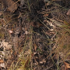 Aristida ramosa at Bruce Ridge - 21 Mar 2024