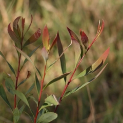 Hakea salicifolia (Willow-leaved Hakea) at Bruce Ridge - 22 Mar 2024 by ConBoekel