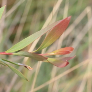 Hakea salicifolia at Bruce Ridge - 22 Mar 2024