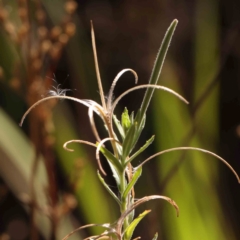 Epilobium hirtigerum (Hairy Willowherb) at O'Connor, ACT - 21 Mar 2024 by ConBoekel