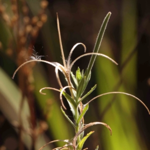 Epilobium hirtigerum at Bruce Ridge - 21 Mar 2024