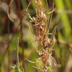 Epilobium hirtigerum at Bruce Ridge - 21 Mar 2024