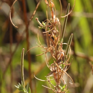 Epilobium hirtigerum at Bruce Ridge - 21 Mar 2024