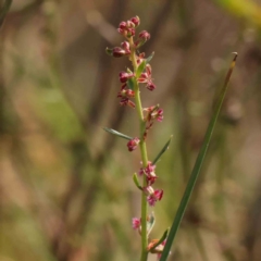 Haloragis heterophylla (Variable Raspwort) at O'Connor, ACT - 21 Mar 2024 by ConBoekel