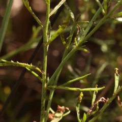 Haloragis heterophylla at Bruce Ridge - 22 Mar 2024 10:54 AM