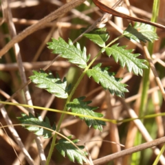 Acaena echinata (Sheeps Burr) at Bruce Ridge - 22 Mar 2024 by ConBoekel