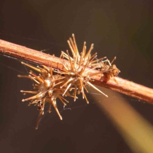 Acaena echinata at Bruce Ridge - 22 Mar 2024