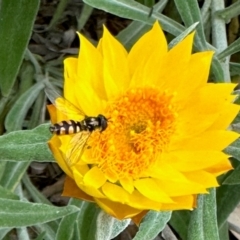 Melangyna sp. (genus) (Hover Fly) at Aranda, ACT - 17 Mar 2024 by KMcCue