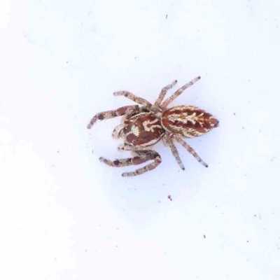 Unidentified Jumping or peacock spider (Salticidae) at Bruce Ridge - 21 Mar 2024 by ConBoekel