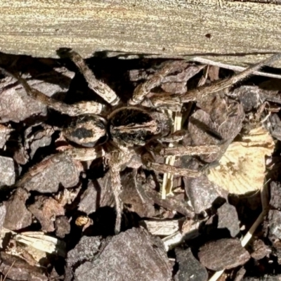 Unidentified Wolf spider (Lycosidae) at Aranda, ACT - 24 Mar 2024 by KMcCue