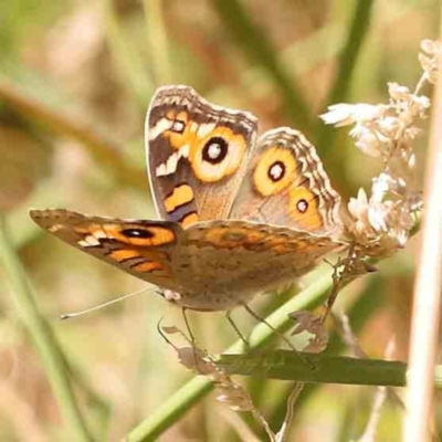 Junonia villida (Meadow Argus) at Bruce Ridge - 22 Mar 2024 by ConBoekel