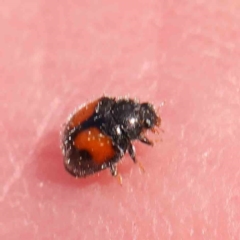 Diomus notescens (Little two-spotted ladybird) at O'Connor, ACT - 22 Mar 2024 by ConBoekel