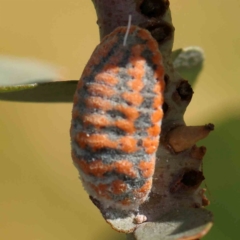 Monophlebulus sp. (genus) (Giant Snowball Mealybug) at O'Connor, ACT - 22 Mar 2024 by ConBoekel