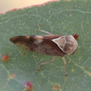 Brunotartessus fulvus at Bruce Ridge - 21 Mar 2024