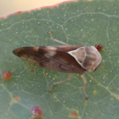 Brunotartessus fulvus (Yellow-headed Leafhopper) at O'Connor, ACT - 21 Mar 2024 by ConBoekel