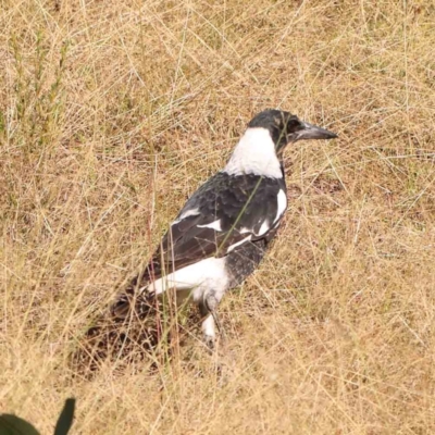 Gymnorhina tibicen (Australian Magpie) at O'Connor, ACT - 21 Mar 2024 by ConBoekel