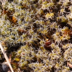 Unverified Moss, Liverwort or Hornwort at Bruce Ridge - 21 Mar 2024 by ConBoekel