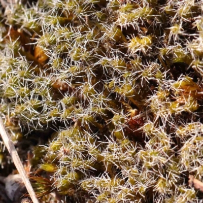 Unidentified Moss, Liverwort or Hornwort at O'Connor, ACT - 21 Mar 2024 by ConBoekel