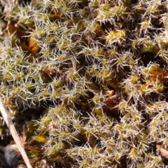Unidentified Moss, Liverwort or Hornwort at Bruce Ridge - 21 Mar 2024 by ConBoekel