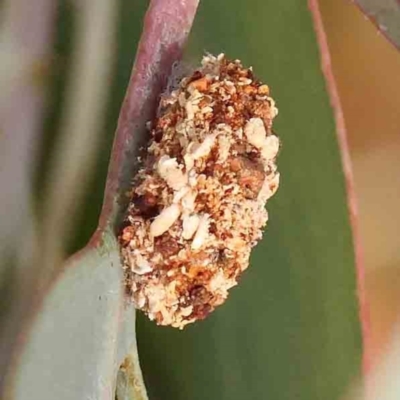 Unidentified Noctuoid moth (except Arctiinae) at Bruce Ridge - 22 Mar 2024 by ConBoekel