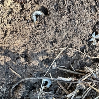 Scarabaeidae (family) (Scarab beetle, curl grub) at Aranda, ACT - 25 Mar 2024 by KMcCue