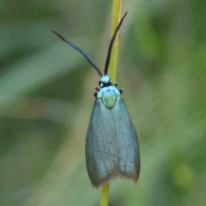 Pollanisus (genus) at Bruce Ridge - 21 Mar 2024