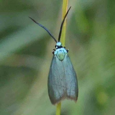 Pollanisus (genus) (A Forester Moth) at O'Connor, ACT - 21 Mar 2024 by ConBoekel